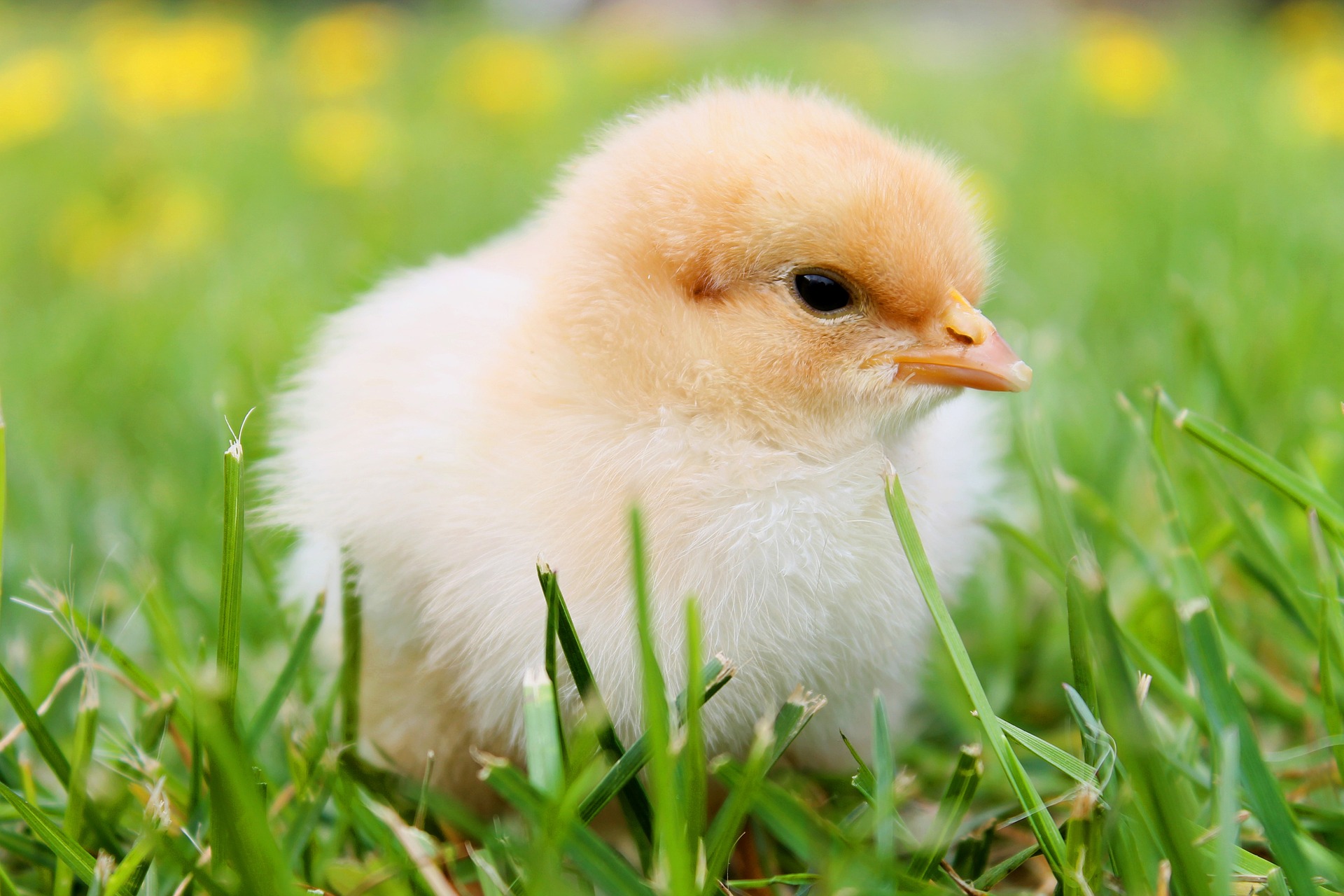 bird-349035_1920